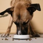 床に置いた器からドッグフードを食べる犬