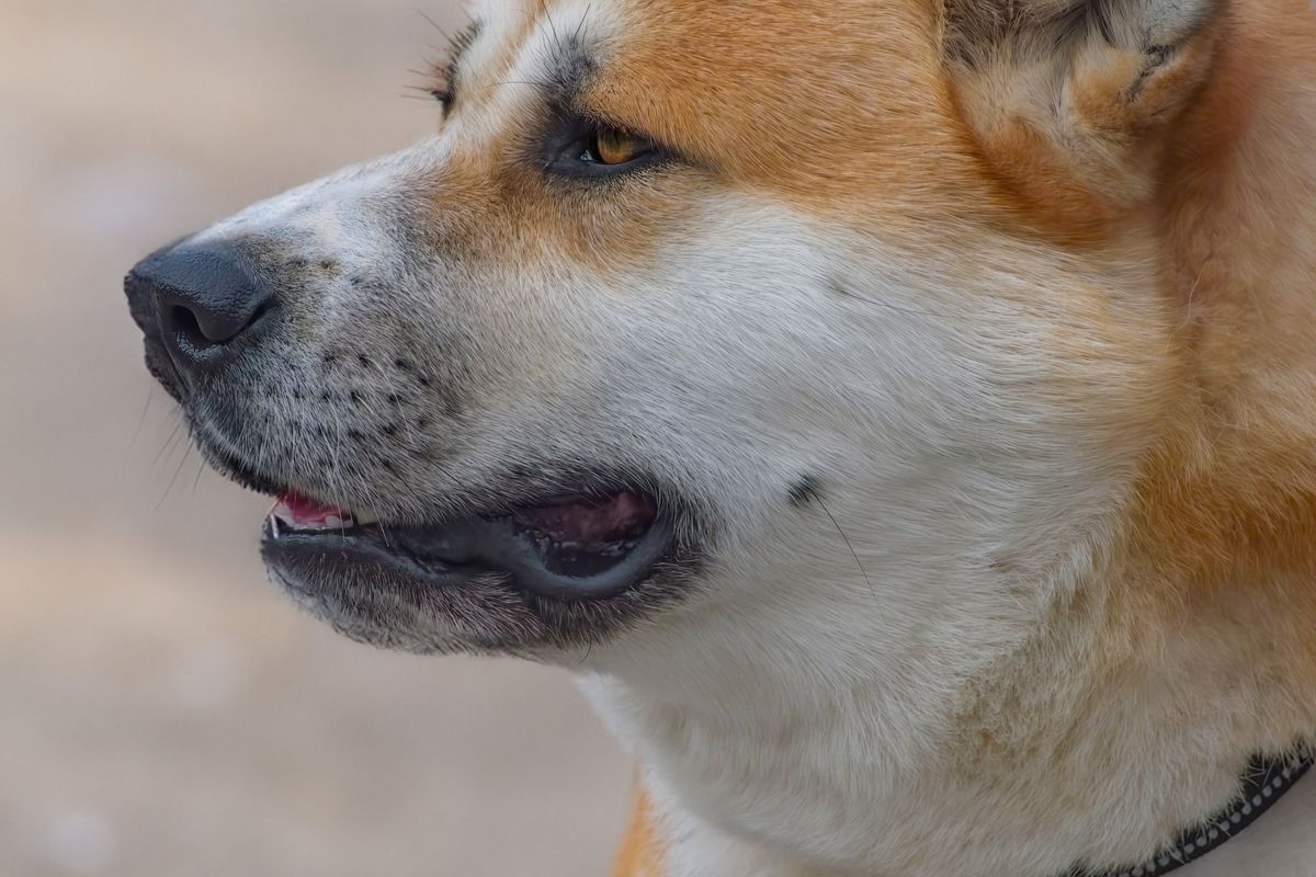 秋田犬
