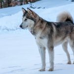 アラスカン・マラミュート