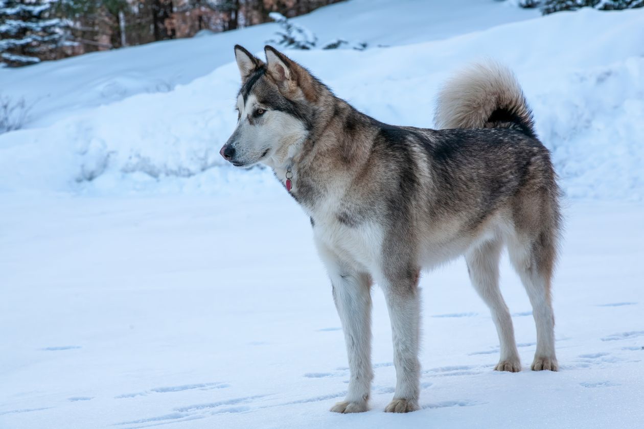 アラスカン・マラミュート