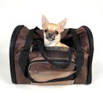 キャリーバッグに入って顔を出す小型犬