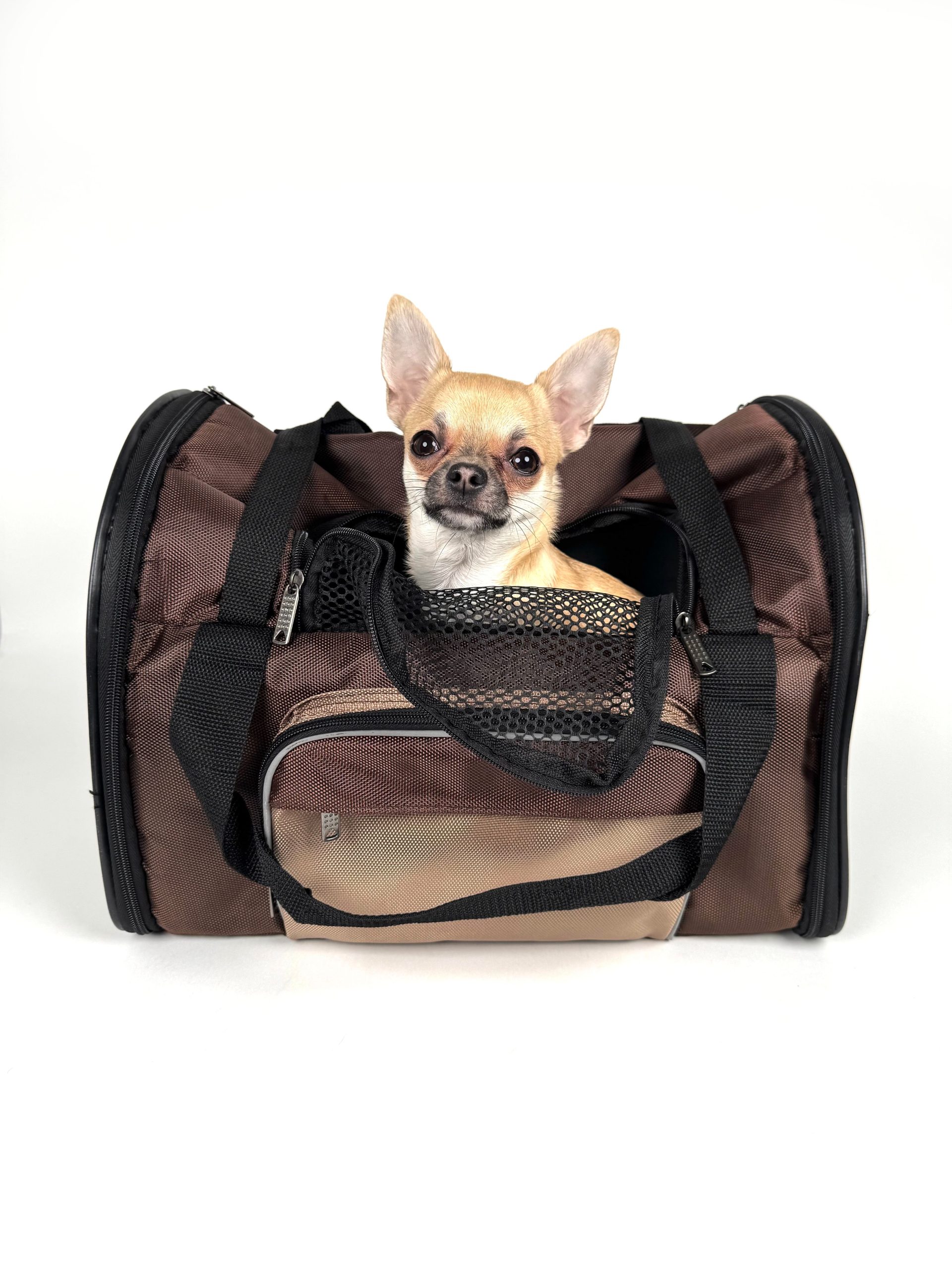キャリーバッグに入って顔を出す小型犬