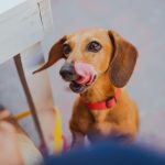 舌を出すミニチュア・ダックスフンド
