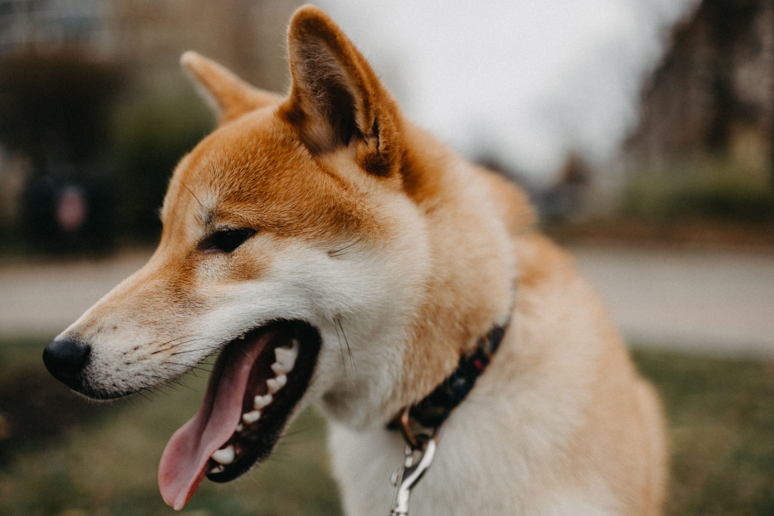 口を開けて舌を出す柴犬