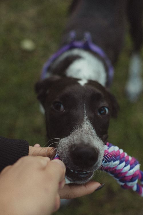 人が持つロープのおもちゃをかむ犬
