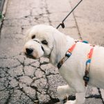 リードを付けて道を歩く白い犬