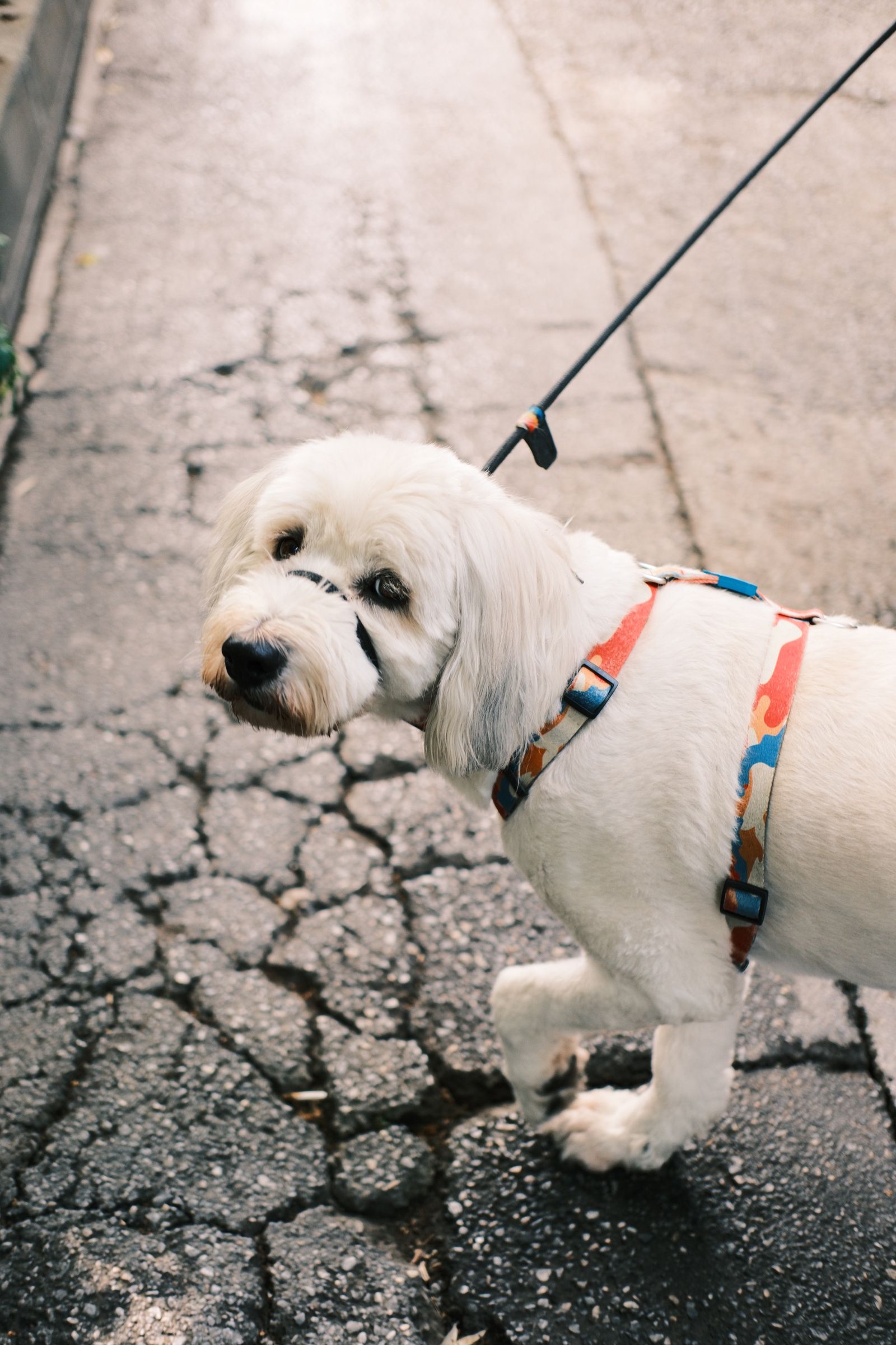 リードを付けて道を歩く白い犬