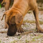 散歩中に地面のものを鼻で確認する犬