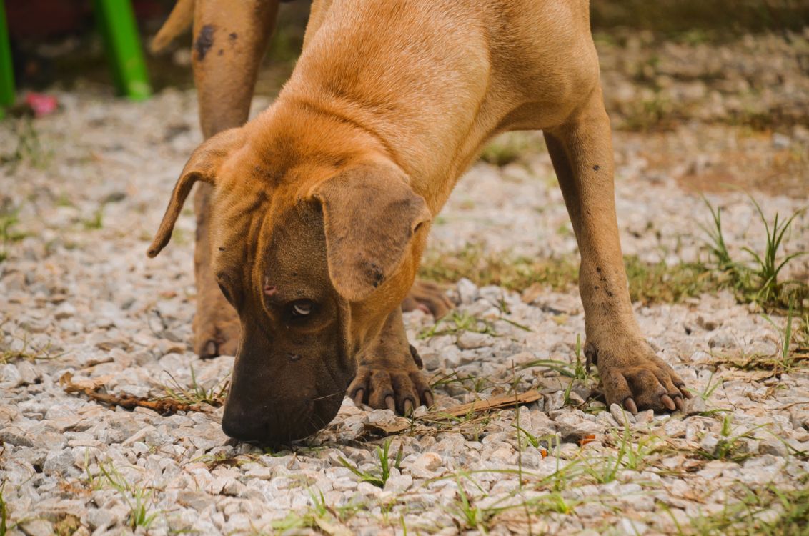 散歩中に地面のものを鼻で確認する犬