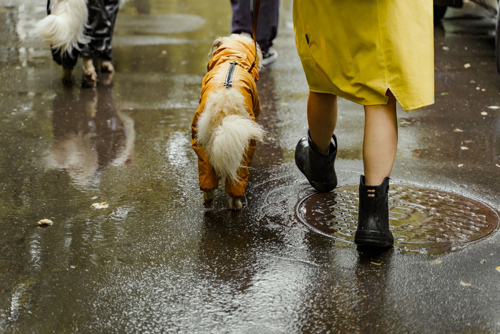 雨の日に黄色いレインコートの人と歩く犬