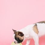 ピンクの背景の前で器のフードを食べるフレンチ・ブルドッグ