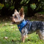 犬用首輪・ハーネスおすすめランキングTOP5