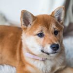 北海道犬