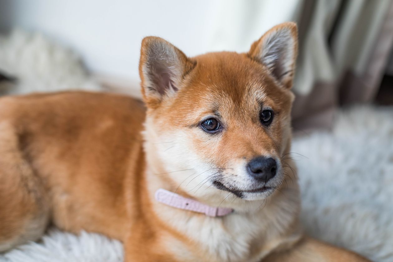 北海道犬
