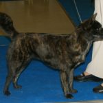 甲斐犬
