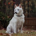 紀州犬