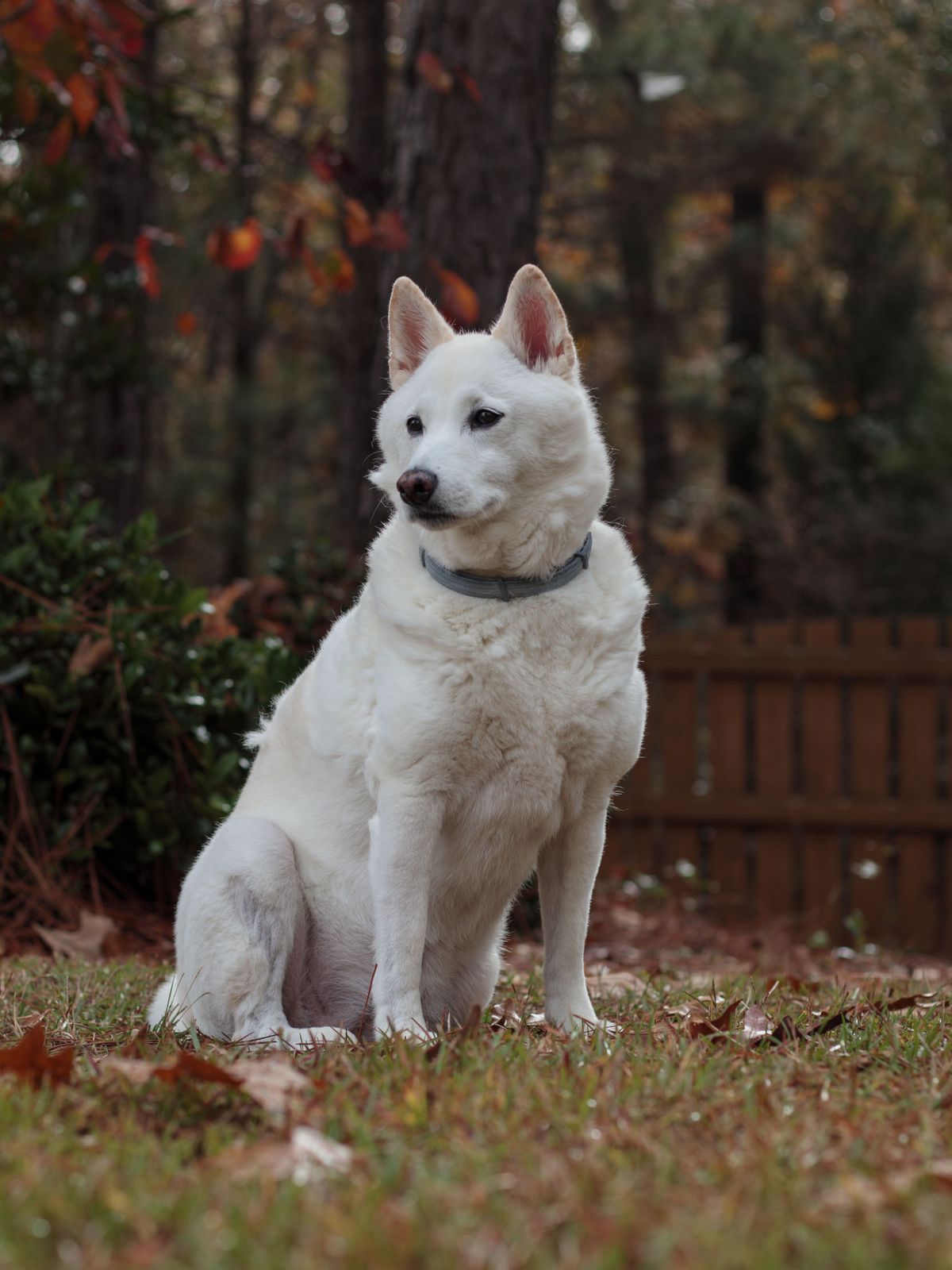 紀州犬