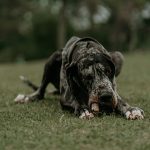 芝生の上で伏せる大型犬