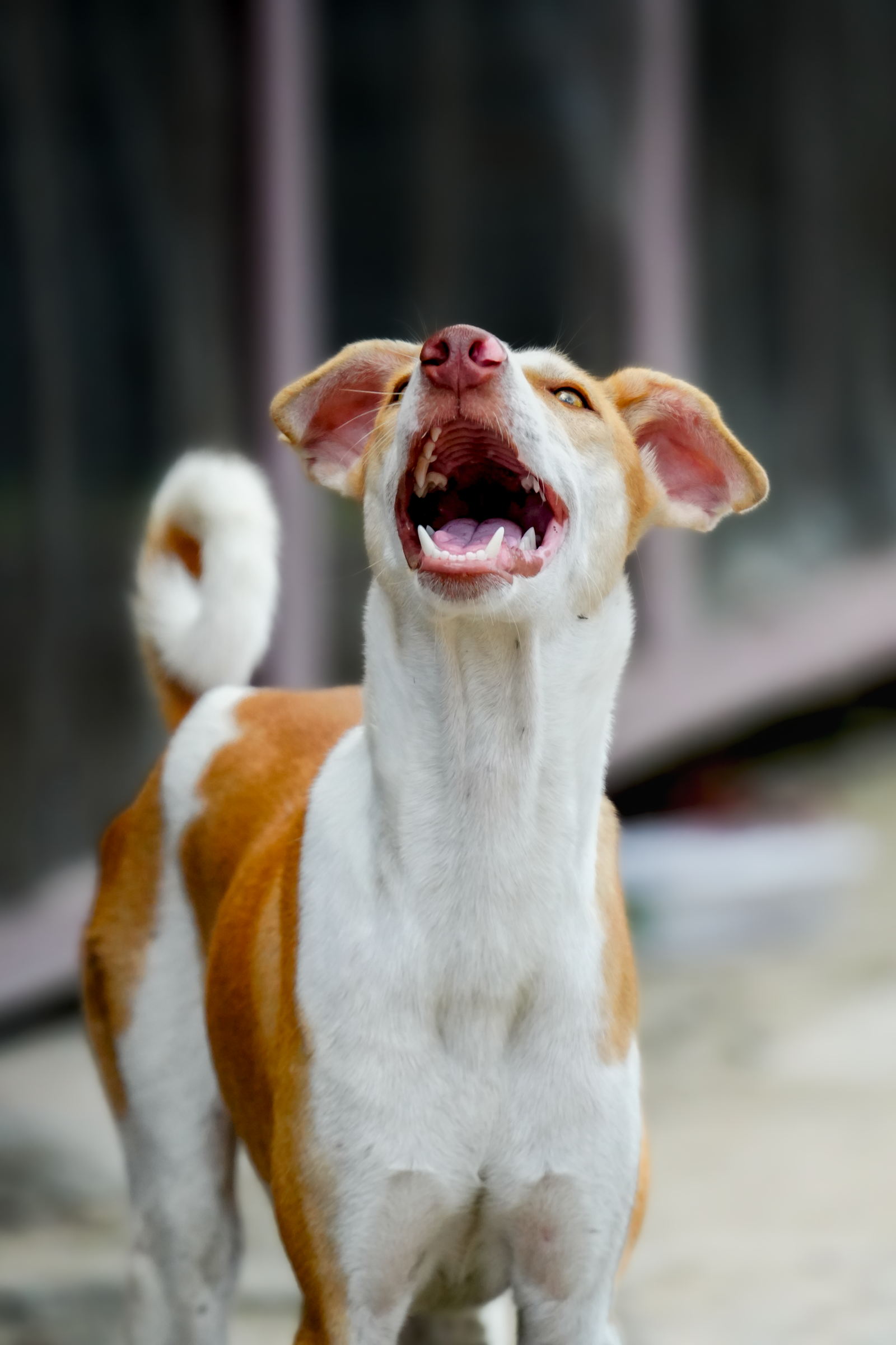 上を向いて吠える犬