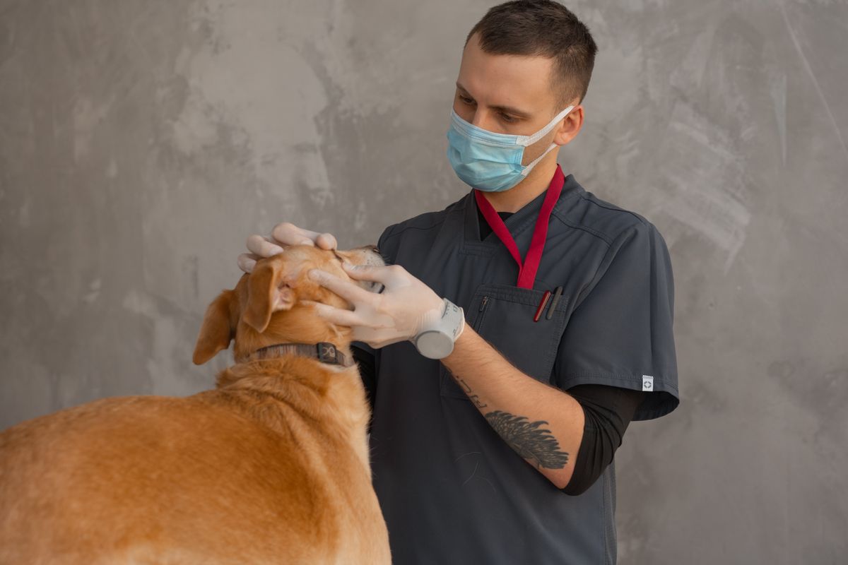 マスクをした獣医師に診てもらう犬
