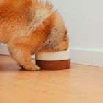 フードボウルからご飯を食べるポメラニアンの子犬