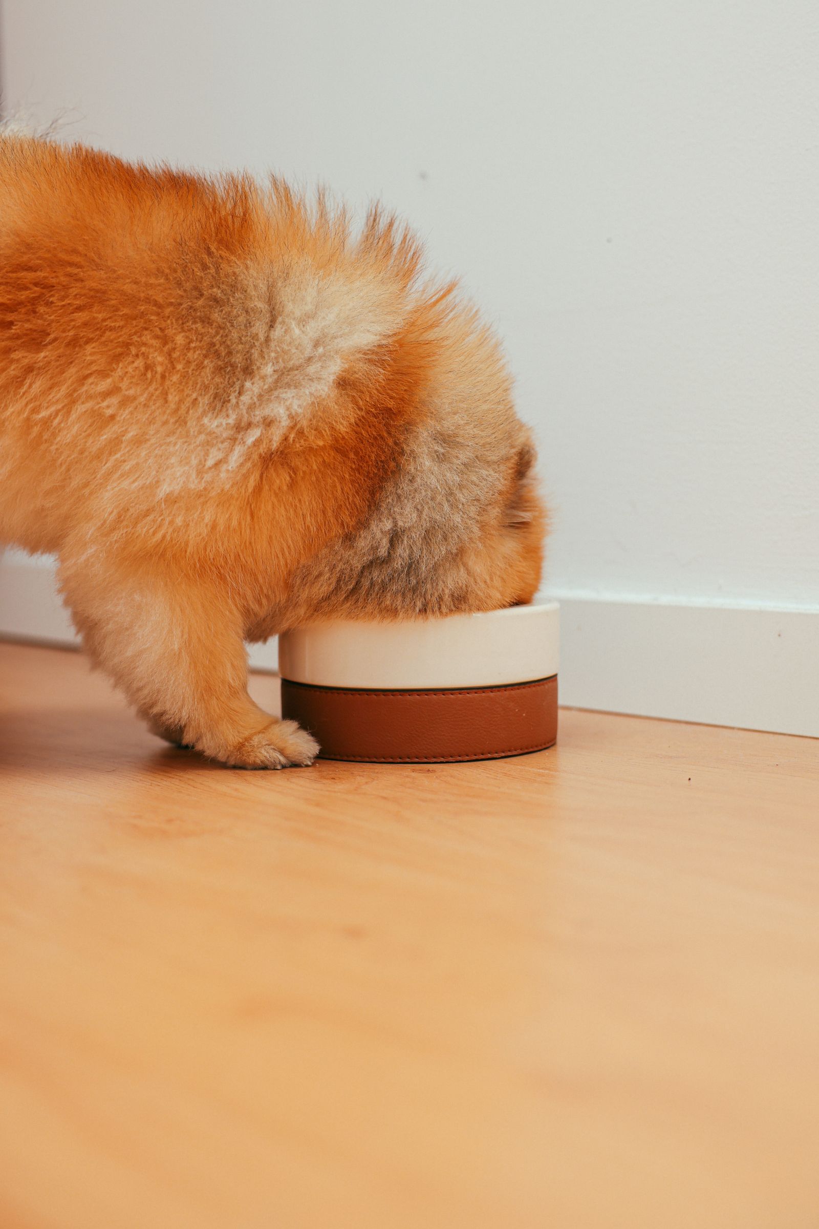 フードボウルからご飯を食べるポメラニアンの子犬
