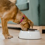 ピンクの首輪を付けて器からフードを食べる犬