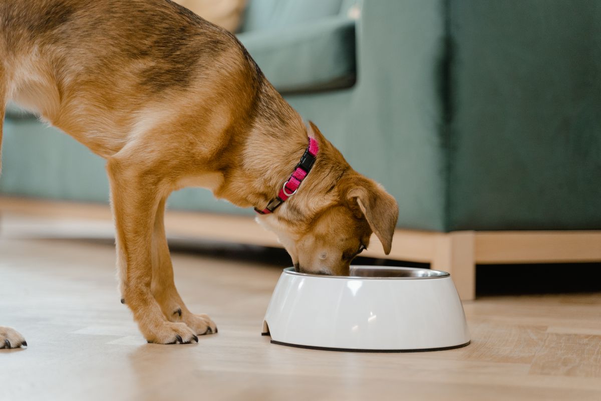 ピンクの首輪を付けて器からフードを食べる犬