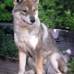 四国犬