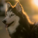 シベリアン・ハスキー