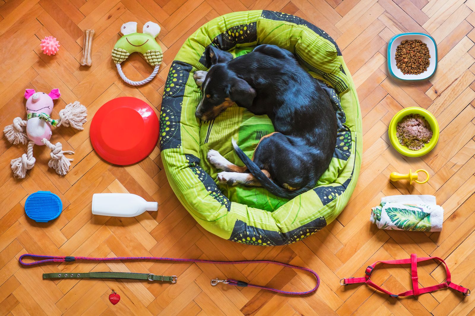 ベッドで丸くなる黒い犬のまわりに、食器・おもちゃ・ブラシ・リード・ハーネスなどの犬用グッズが並んだ写真