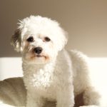 白くふわふわの被毛のビションフリーゼがこちらを見つめている様子