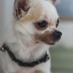 茶色の首輪を着けて横を向くチワワ