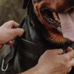 飼い主が黒い犬の胸元で首輪とハーネスのベルトを調整している様子の写真