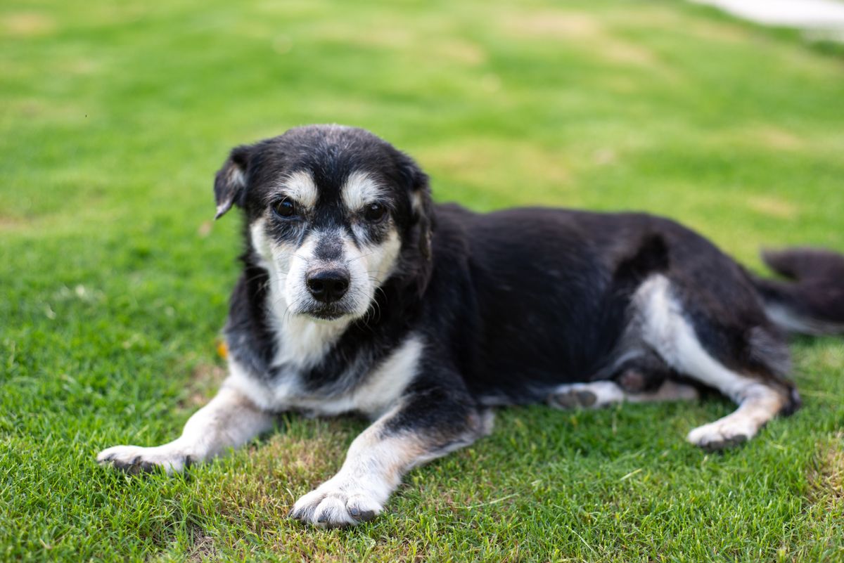 芝生の上で伏せている、口元に白い毛がまじったシニアのミックス犬