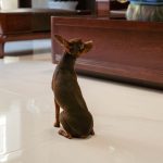 フローリングの床にお座りしている小型犬の後ろ姿