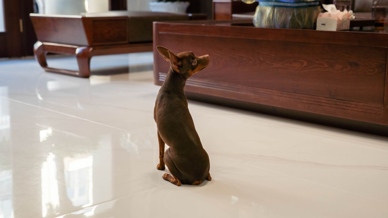 フローリングの床にお座りしている小型犬の後ろ姿