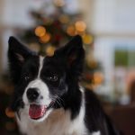 クリスマスの飾りの前で、舌を出して笑顔のように見えるボーダー・コリー