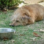 水の入った金属の器のそばで、芝生に横になって休む犬