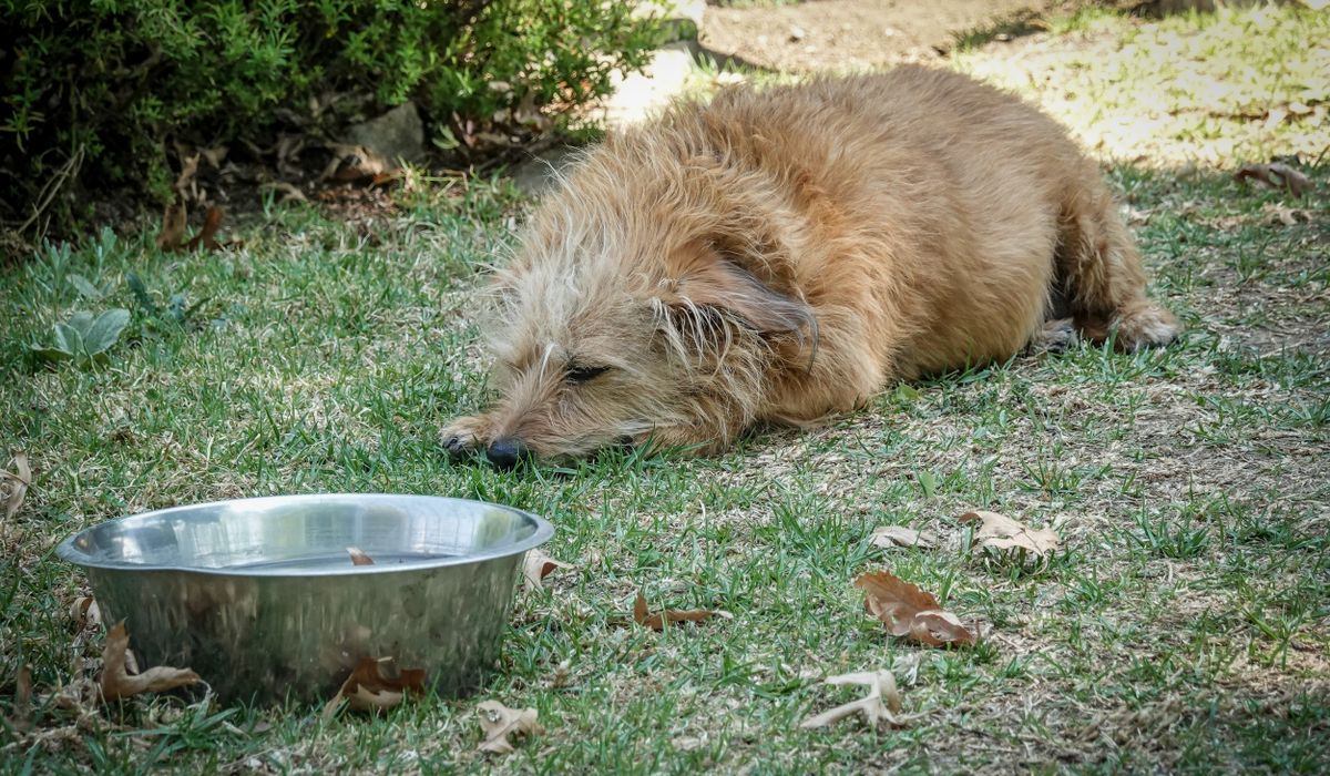 水の入った金属の器のそばで、芝生に横になって休む犬