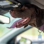 車の窓際で口を開けてよだれを垂らしている短毛の犬
