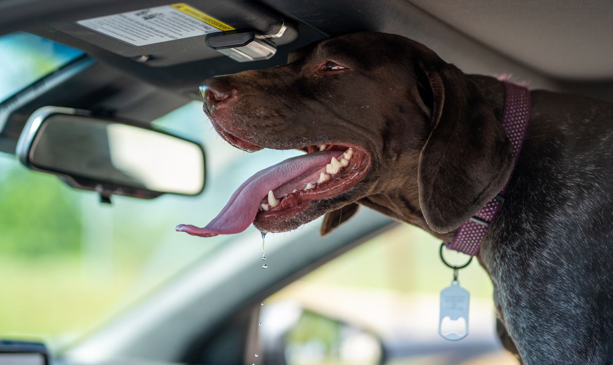 車の窓際で口を開けてよだれを垂らしている短毛の犬