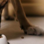 フードボウルからごはんを食べる犬の横顔