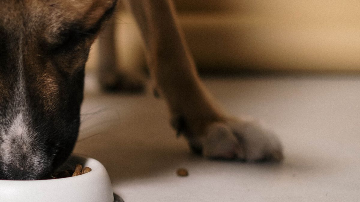 フードボウルからごはんを食べる犬の横顔