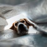 袋の中をのぞき込むビーグル犬