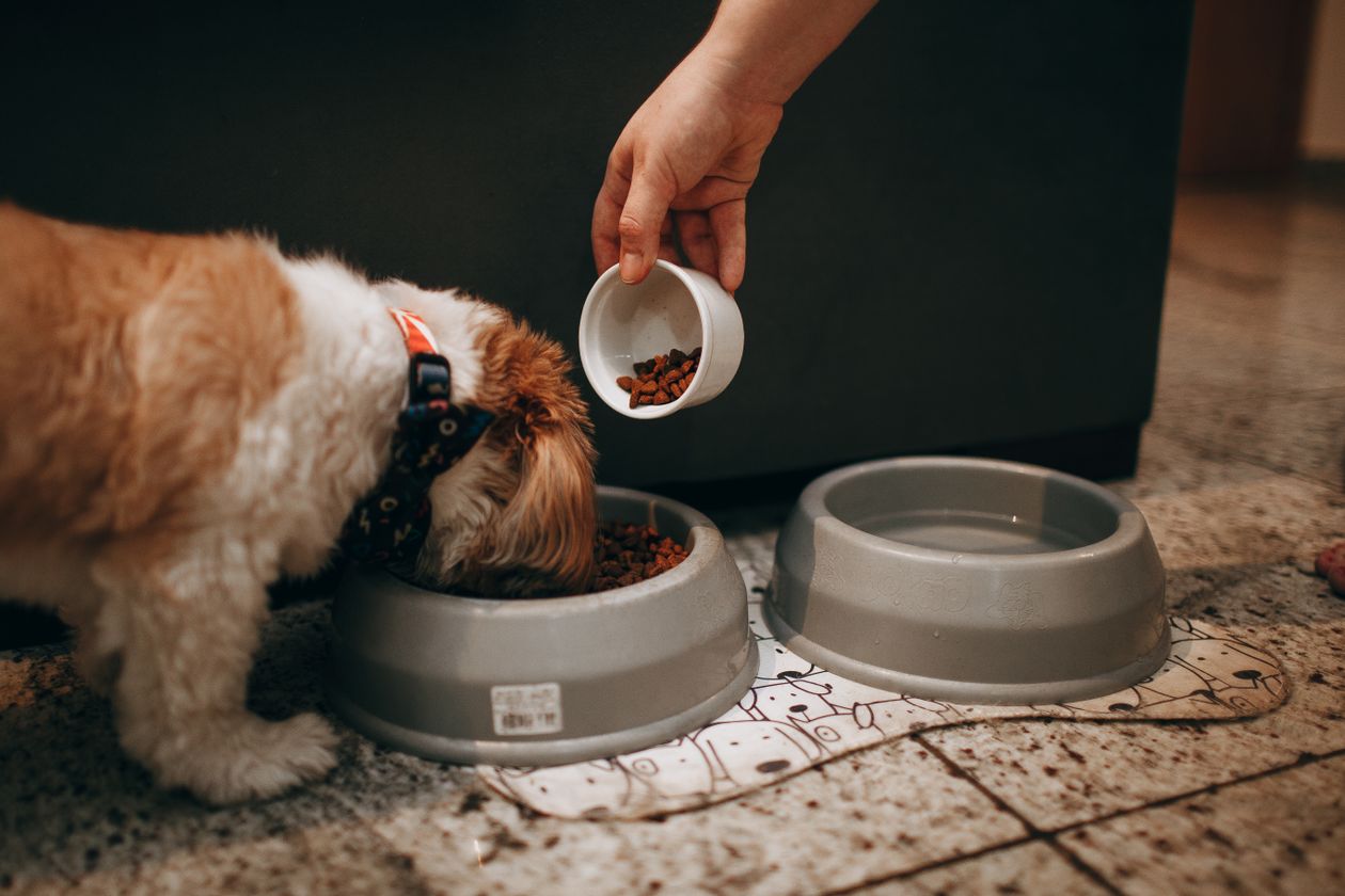 飼い主の手が器にごはんを足し、シーズーが食べている様子