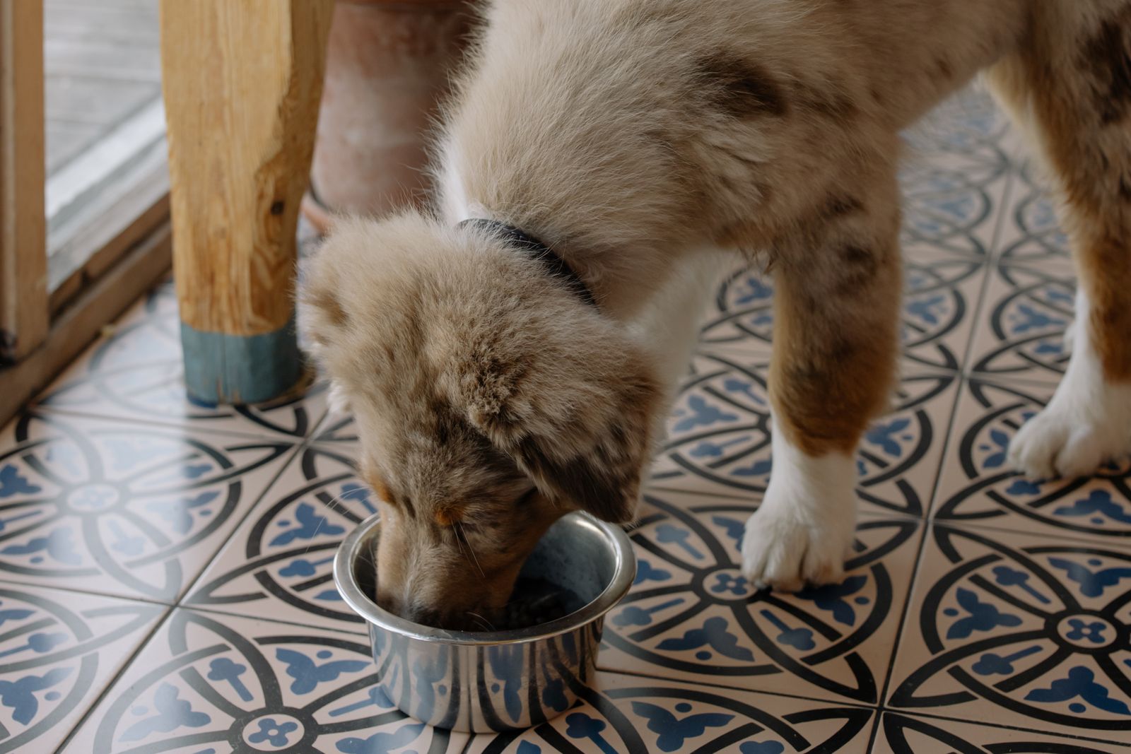 ステンレスの器からフードを食べるオーストラリアン・シェパードの子犬