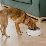 白いボウルからごはんを食べる茶色い犬