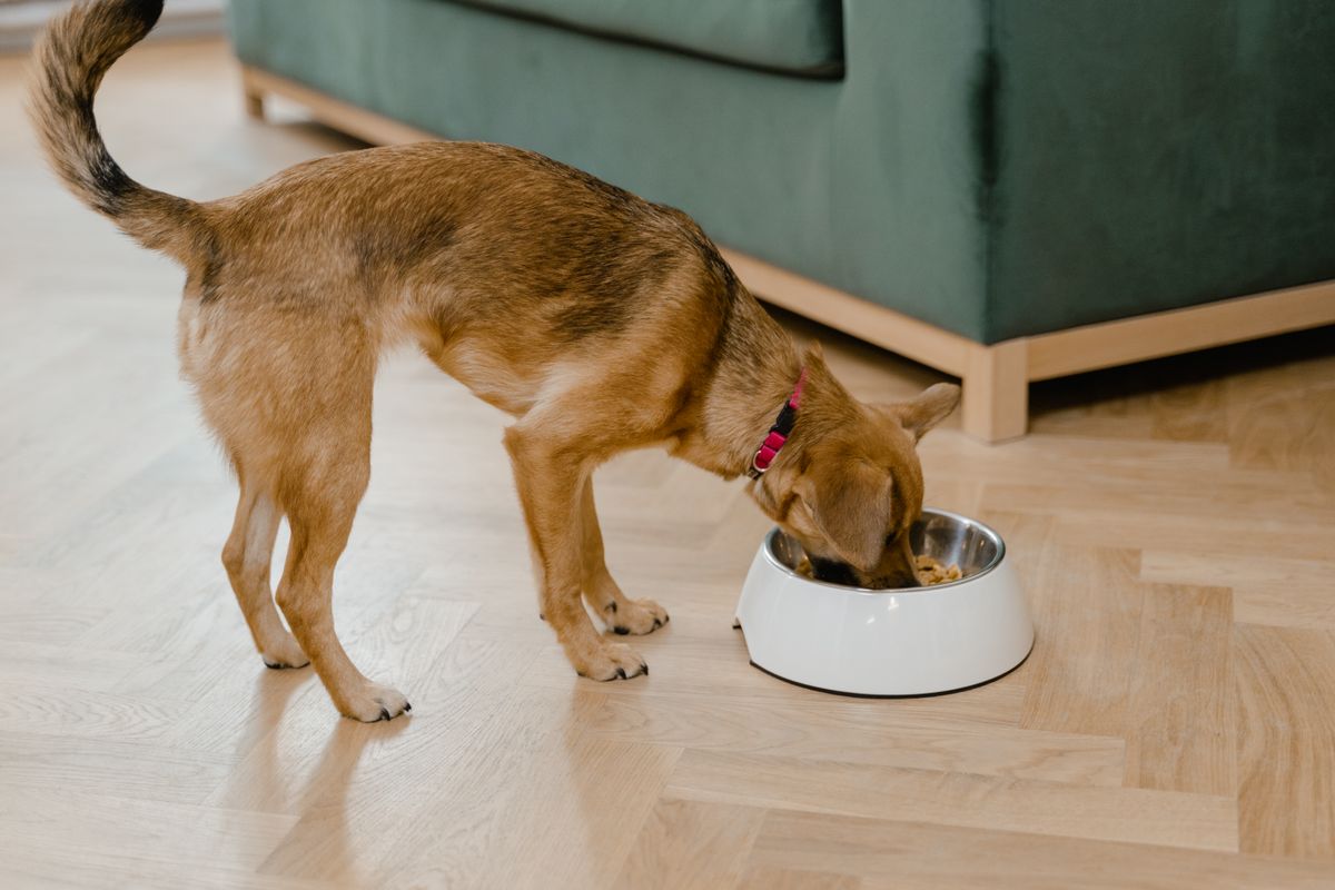 白いボウルからごはんを食べる茶色い犬