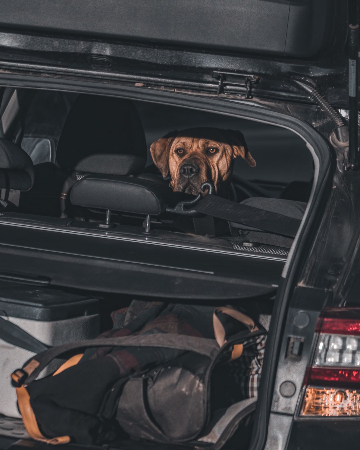 車のトランクの荷物のそばから顔をのぞかせる犬（帰省・旅行の準備のイメージ）